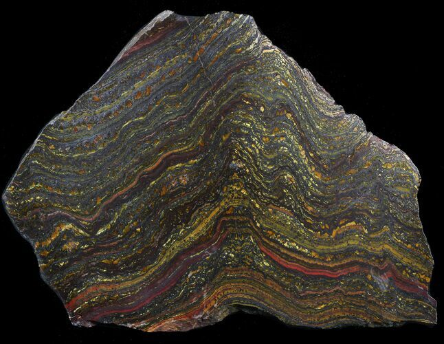 Polished Tiger Iron Stromatolite - ( Billion Years) #62786